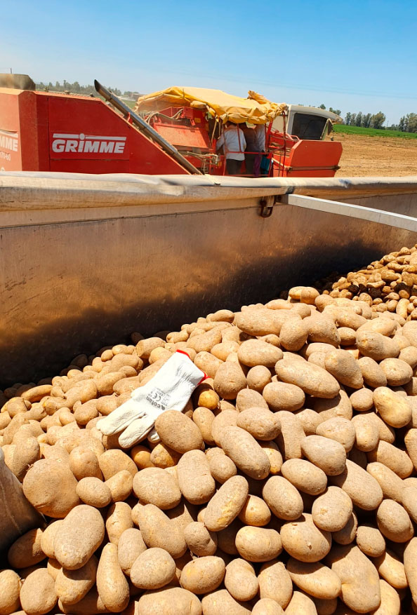patatas-caja-transporte.jpg
